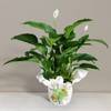 Spathiphyllum Online