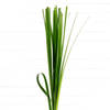 Steel Grass (Bunch of 20) Online