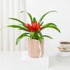 Buy Striking Red Guzmania Planter