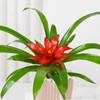 Shop Striking Red Guzmania Planter