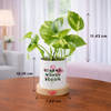 Gift Strong Women Bloom Money Plant For Women's Day