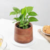 Buy Stunning Money Plant And Wooden Planter