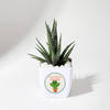 Sucker For You Haworthia Succulent With Pot