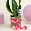 Gift Super Fresh Snake Plant with Jute Vase