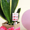 Buy Super Fresh Snake Plant with Jute Vase