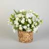Sympathy Rose Basket Online