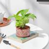 Gift Terracotta Charm Money Plant