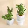 Buy The Lucky Three - Jade Plant, Money Plant, and Bamboo Plant