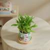Gift Tranquil Harmony Bamboo Plant With Ceramic Planter