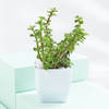 Buy Tranquil Harmony - Snake And Jade Plant With Pot