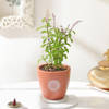 Gift Tulsi Plant And Om Terracotta Planter