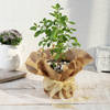 Gift Tulsi Plant in Jute Wrapping with Plastic Planter
