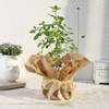 Shop Tulsi Plant in Jute Wrapping with Plastic Planter