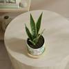 Gift Verdant Elegance Snake Superba Plant