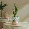 Shop Verdant Elegance Snake Superba Plant