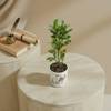 Gift Verdant Glow Croton Plant With Hexagon Planter