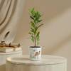 Verdant Glow Croton Plant With Hexagon Planter Online