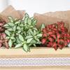 Shop Vibrant Fittonia Tray Garden