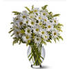 White Daisy Bouquet