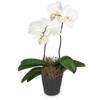 White Orchid Phalaenopsis