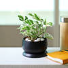 Gift White Pothos Plant in a Metal Planter