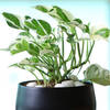 Shop White Pothos Plant in a Metal Planter