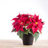 Xmas Poinsettia