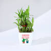 Year Of Growth 2-Layer Bamboo Plant