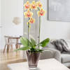 Yellow orchid in pot