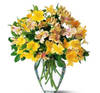 Yellow Sunshine Alstromeria Online