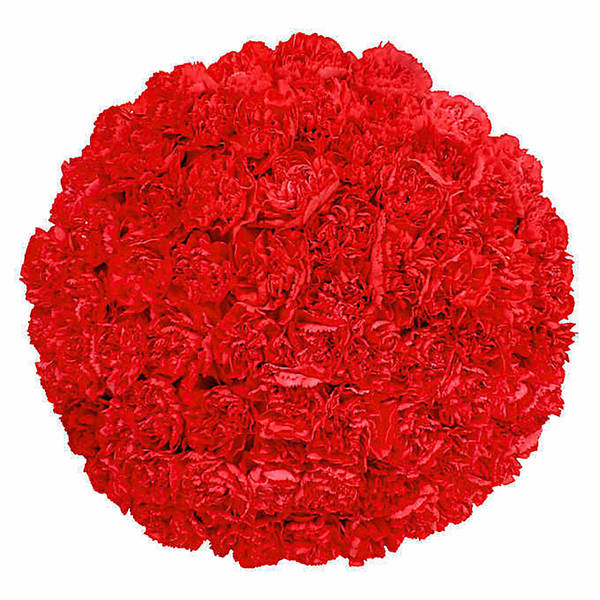 100 Carnations