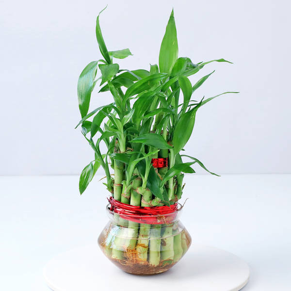 2 Layered Bamboo Plant (Mild Sunlight/Less Water)