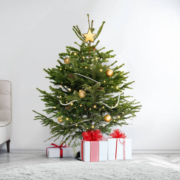 4 to 5 Feet Fresh Christmas Tree And Decorations