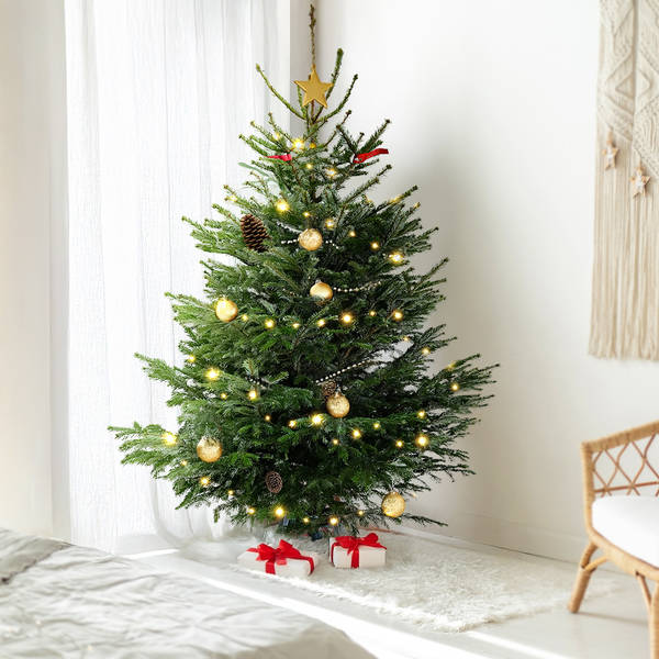 6 to 7 Feet Fresh Christmas Tree And Decorations