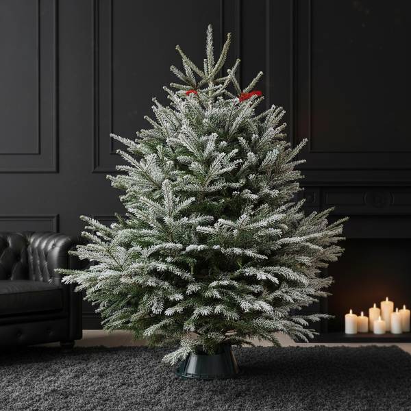 7 to 8 Feet Winter Wonder Fresh Christmas Tree With Decoration