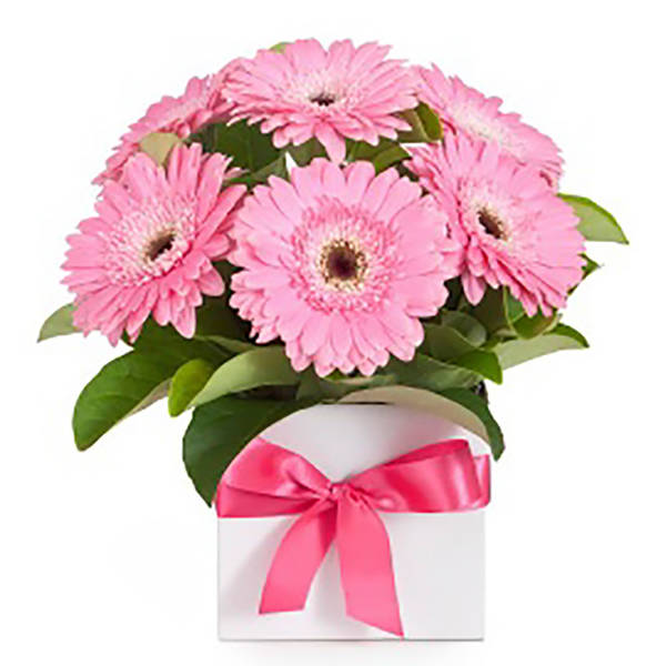 8 PINK GERBERAS IN A VASE