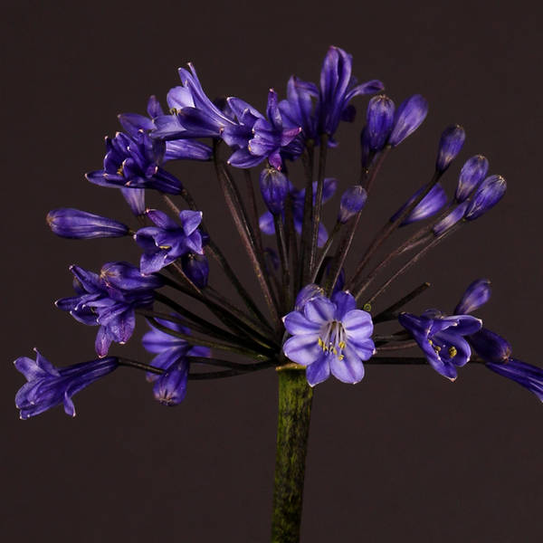 Agapanthus Intermedius | Atlantic Ocean (Bunch of 10)