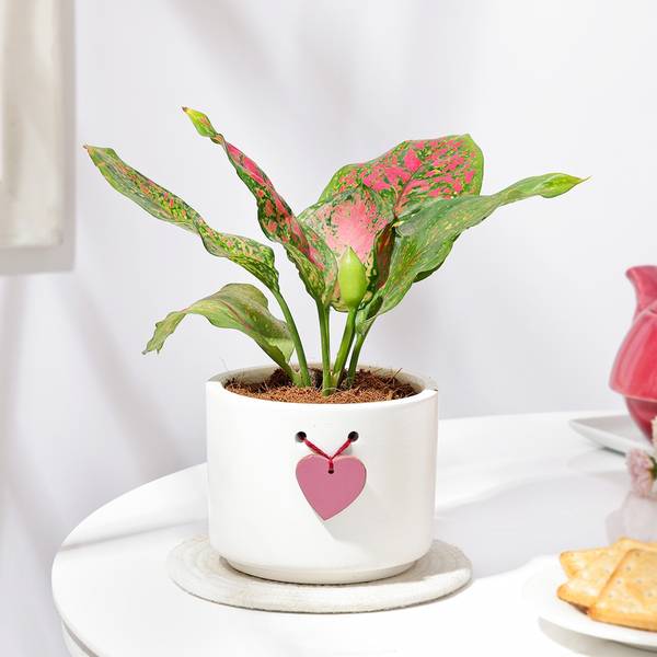 Aglaonema Pink Beauty In Heart Knot Pot