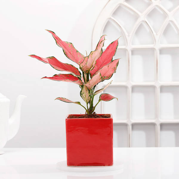 Aglaonema Pink Plant With Red Planter