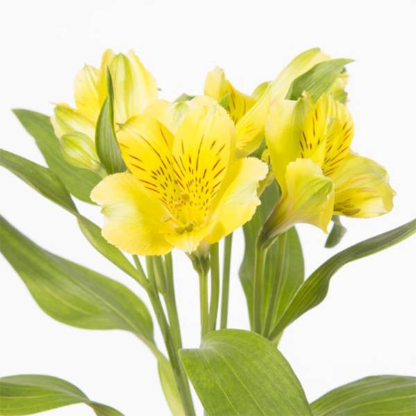 Alstroemeria Gold (Bunch of 10)