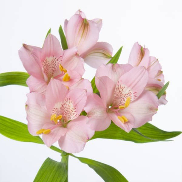 Alstroemeria Primadonna (Bunch of 10)