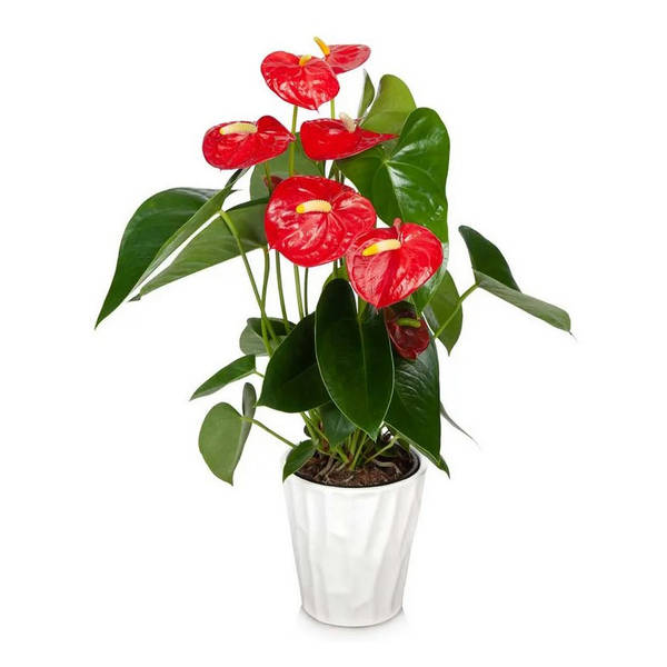 Anthurium Plant