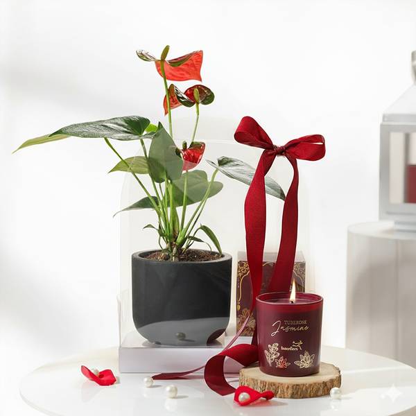 Anthurium Plant with Jasmine Candle