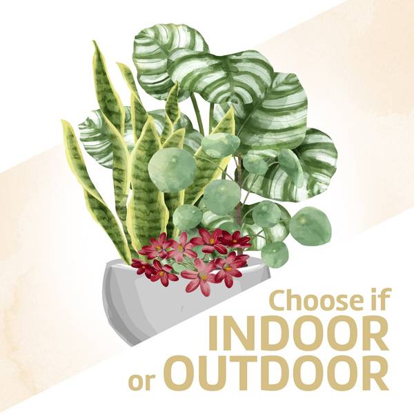 Arrangement of Plants