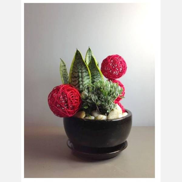 Arrangement of Plants