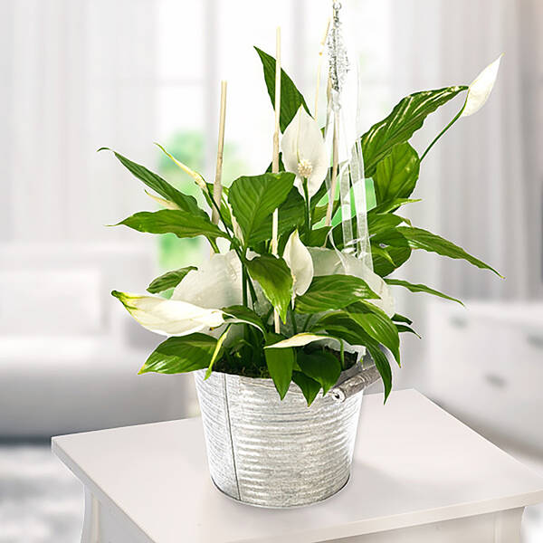 Big Peace Lily