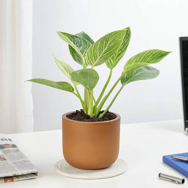 Birkin Bliss In Terracotta Charm