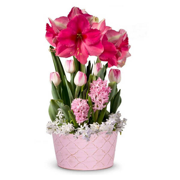 Blushing Pink Amaryllis Bulb Garden