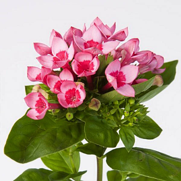 Bouvardia Major Hot Pink (Bunch of 10)