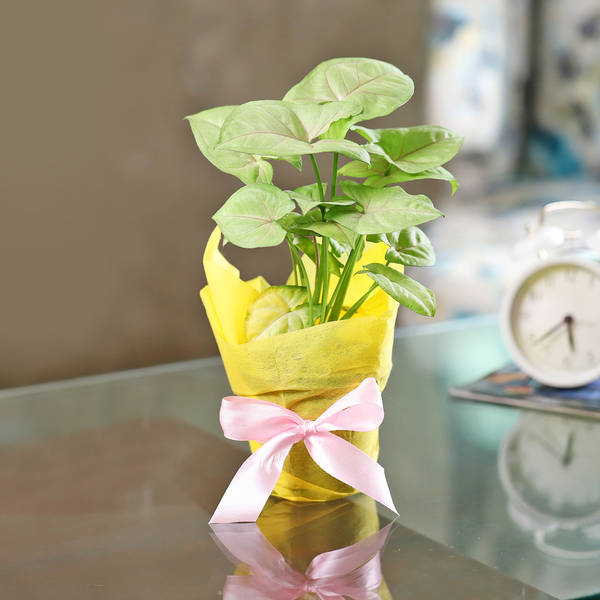 Breathe Free Syngonium White Plant